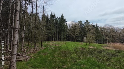 Point of view shot of a dirt path winding through a dense pine forest with sunlight filtering through the tall evergreen trees on a clear spring day.