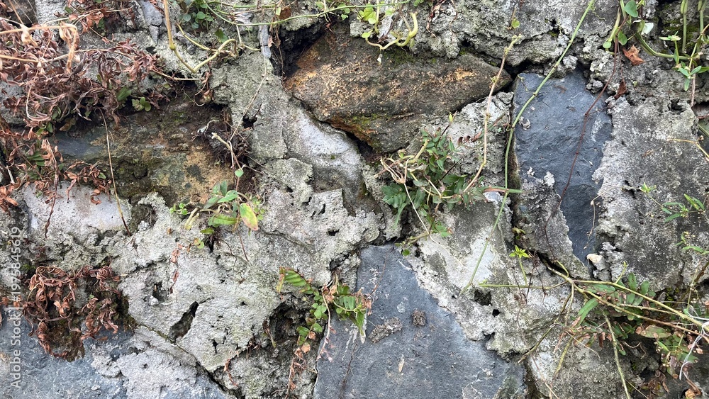 Obraz premium Aging Stone Wall Detail with Moss Growth