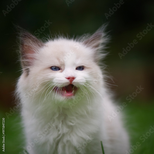 Porträt eines miauenden Ragdoll Kätzchen