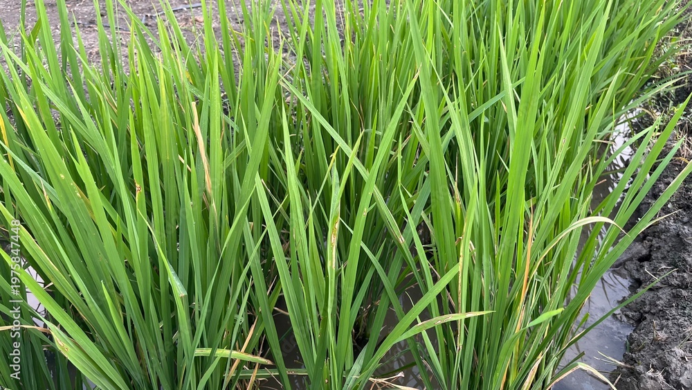 Fototapeta premium Close up of Green Rice Leaves Texture in Paddy Field