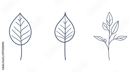 Three minimalist line drawings of leaves and a sprig of leaves on a white background