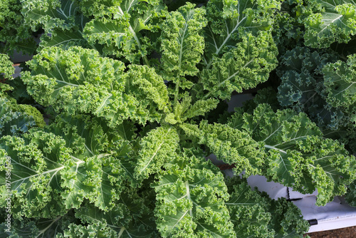 Hojas de kale fresco creciendo en cultivo en sustrato vista superior