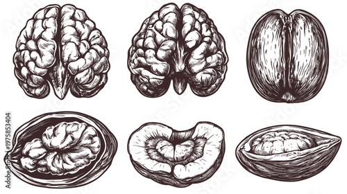 Artistic illustrations of brains and similar forms, emphasizing textures and anatomical details