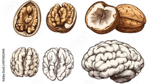 Artistic depiction with detailed illustrations of walnuts and human brains, on white background