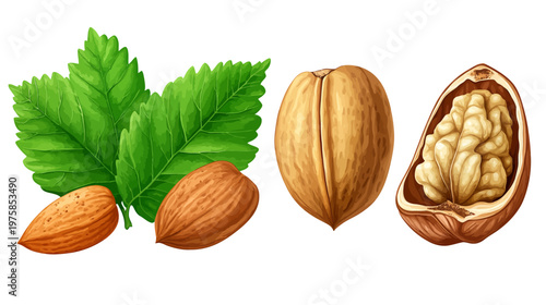 A vibrant illustration showcasing various nuts, including almonds, and a walnut, along with verdant leaves