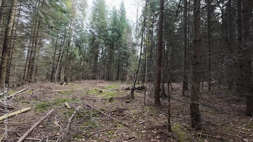 Point of view shot of a dirt path winding through a dense pine forest with sunlight filtering through the tall evergreen trees on a clear spring day.