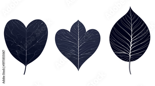 Three stylized, dark blue leaves in different shapes, with prominent veining, against a white background