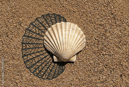 Coarse sand and scallop shell geometric shadows with deep fo