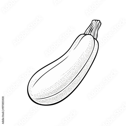Line art illustration of a single zucchini or courgette, a summer squash vegetable