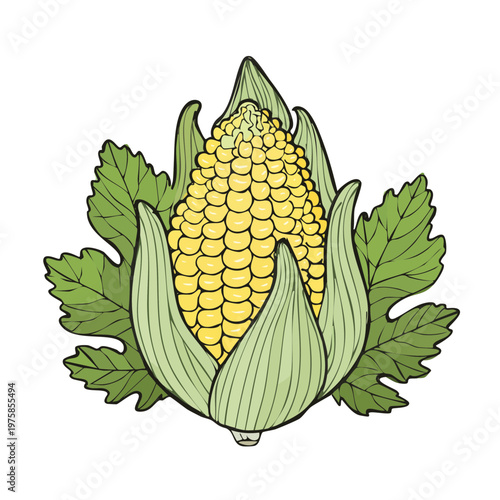 Fresh Corn on the Cob with Green Leaves Harvested Agricultural Product