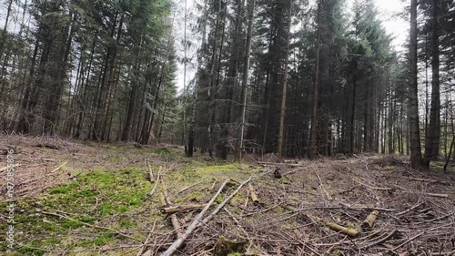 Point of view shot of a dirt path winding through a dense pine forest with sunlight filtering through the tall evergreen trees on a clear spring day.