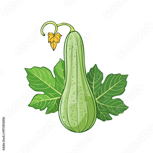 Green bottle gourd with leaves and tendril isolated on white background illustration