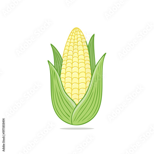 Fresh yellow corn on the cob with green husks and leaves, a simple and vibrant illustration.