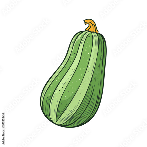 Fresh Green Striped Zucchini Vegetable Hand Drawn Illustration Garden Produce Healthy Eating Ingredient