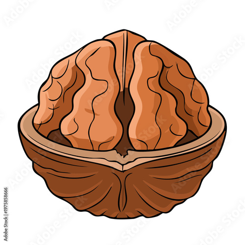 Open walnut shell revealing the rich brown kernel inside, clean illustration