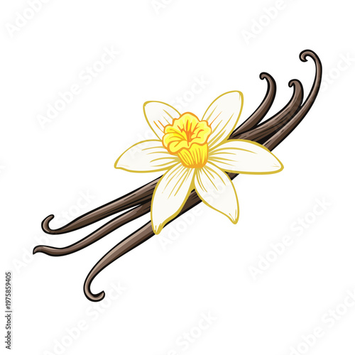 Fresh vanilla orchid flower and dried vanilla bean pods for flavor and aroma