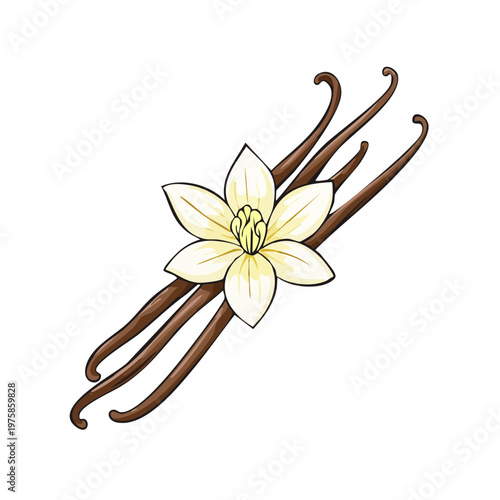 Vanilla beans and delicate flower illustration isolated on white background for culinary and aromatic purposes