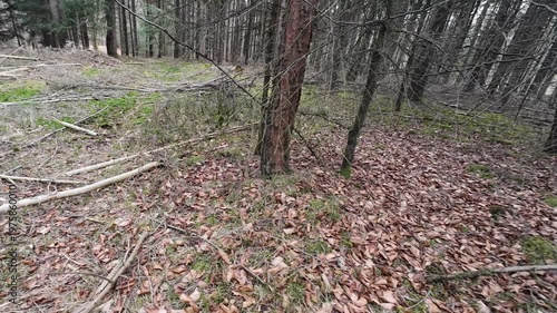 Point of view shot of a dirt path winding through a dense pine forest with sunlight filtering through the tall evergreen trees on a clear spring day.