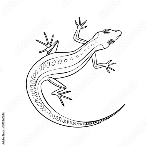 Detailed line drawing of a graceful lizard with a long tail and visible internal markings