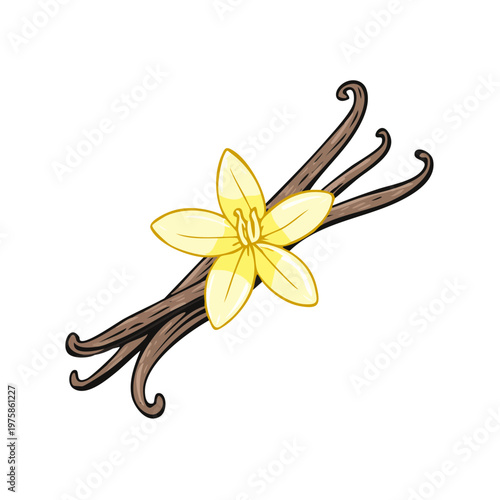 Hand-drawn illustration of delicate yellow vanilla orchid flower with dark brown vanilla bean pods