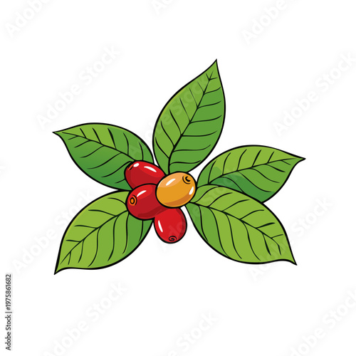 Freshly picked ripe coffee cherries and green leaves illustration drawing