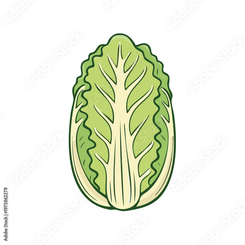Fresh Green Napa Cabbage Vegetable Illustration Isolated on White