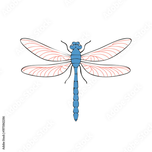 Artistic blue dragonfly illustration with detailed wings and segmented body isolated on white
