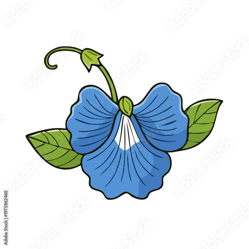 Vibrant blue butterfly pea flower with green leaves illustration