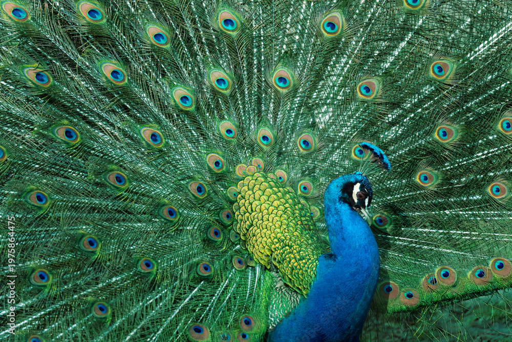Fototapeta premium Peacock feather pattern, bright green - blue bird tail texture