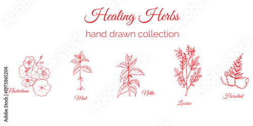 Hand Drawn Healing Herbs Collection with Botanical Illustrations for Wellness and Natural Remedies