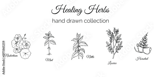 Hand drawn healing herbs collection with chamomile, mint, rose, lavender, and thyme illustrations
