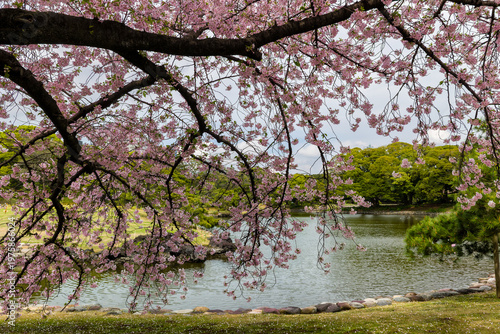 Sakura tree branches with pink flowers framing a peaceful pond in spring time