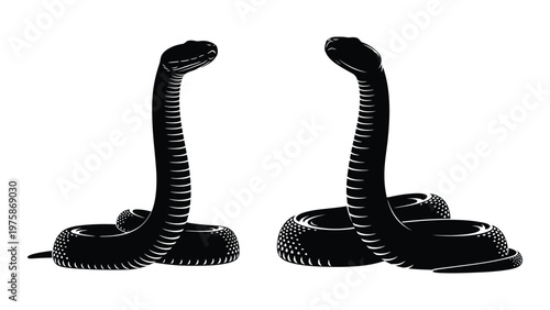 Two black cobra snakes in a striking pose facing each other in a graphic design