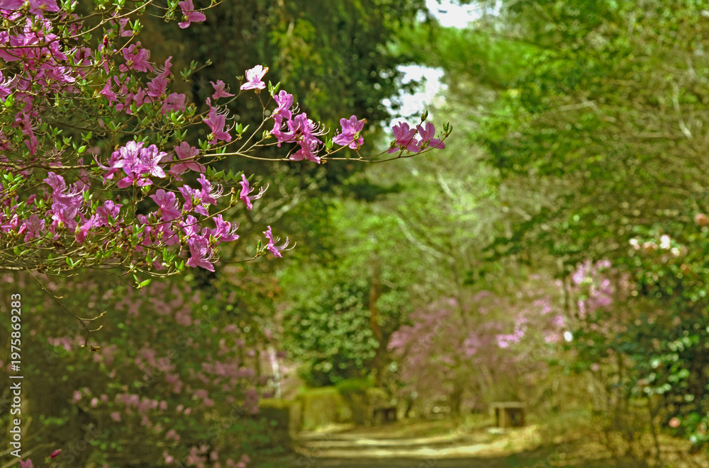 Obraz premium 兵庫県・三木山自然公園コバノミツバツツジ