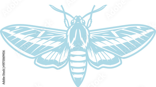 Detaillierte Illustration einer Motte mit ausgebreiteten Flügeln in hellem Blau von oben gesehen.