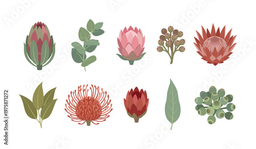 A trendy botanical set of protea and eucalyptus flowers. Vector elements for modern wedding invitations, branding, or decor. Elegant and natural floral design clip art.
