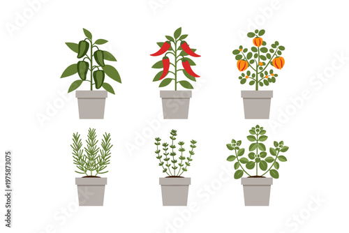 Potted Herbs and Vegetables