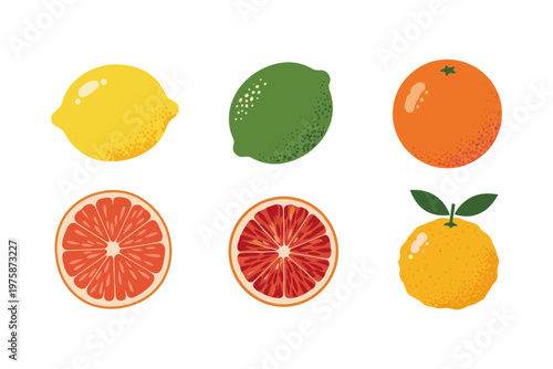 Assorted Citrus Fruits Collection