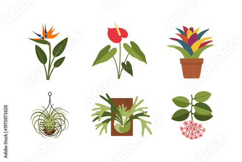 Tropical Houseplants Collection