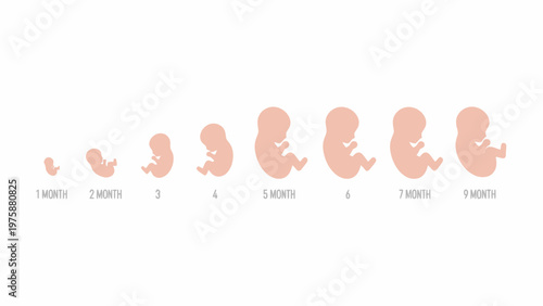 Human Fetal Development Stages Growth Cycle Illustration