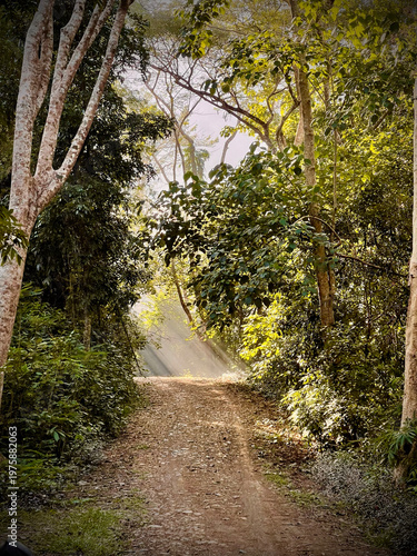 Sunlight filters through dense tropical forest canopy illuminating a narrow dirt trail winding through lush green vegetation with misty atmospheric haze creating ethereal light beams in Irawan Palawan