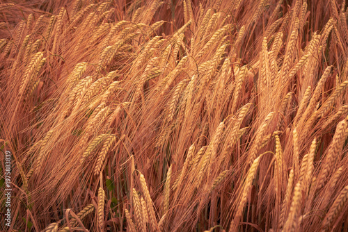 Obraz na plátne A ripe grain field with golden ears swaying in the wind under the warm light of