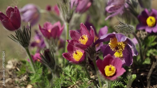 Pulsatilla grandis, or the greater pasque flower blooming in the early spring on a sunny day. 4K, 50 fps