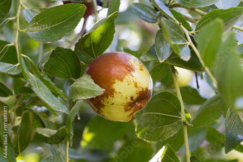 Fruto de azufaifo maduro creciendo en rama con hojas verdes