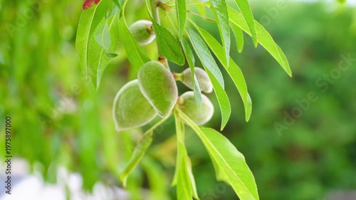 Fresh young green almonds tree branch leaves macro closeup spring agriculture mediterranean spain
