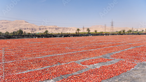 Fotografie Multitude of tomatoes are sun drying in the expansive fields of luxor, playing a