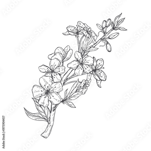 Flowering pear branch with blossoms, buds, emerging leaves monochrome vector illustration. Spring twig of fruit tree monochrome ink line art. Floral element for textile prints, book covers