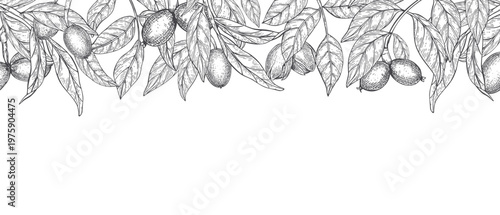 Ripening walnuts with leaves on branch monochrome vector isolated horizontal border. Twigs, whole walnut in green husk, foliage illustration for autumn cards, restaurant menu, harvest festival flyer