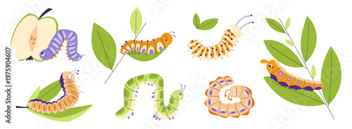 Collection of colorful caterpillars with leaves and fruit. Cute insects isolated on white background. Spring nature design for kids, education, ecology