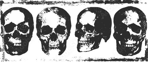 Four detailed human skull illustrations in monochrome with frontal and side views